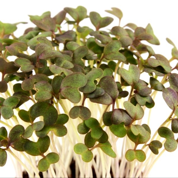 nova cervena horcica detail